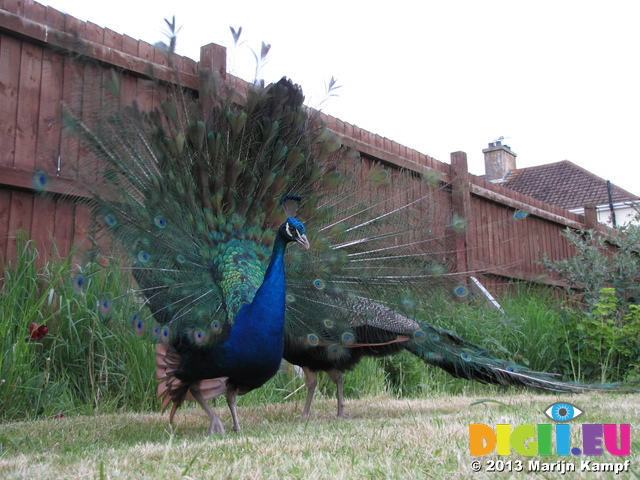 SX27033 Peacock display fanning feathers [Pavo cristatus] in garden